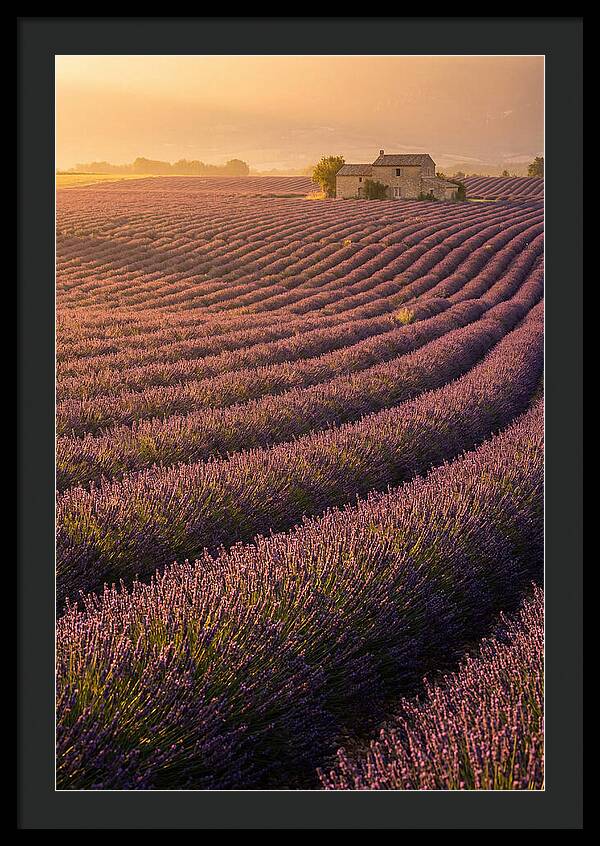Lavender Fields At Dusk