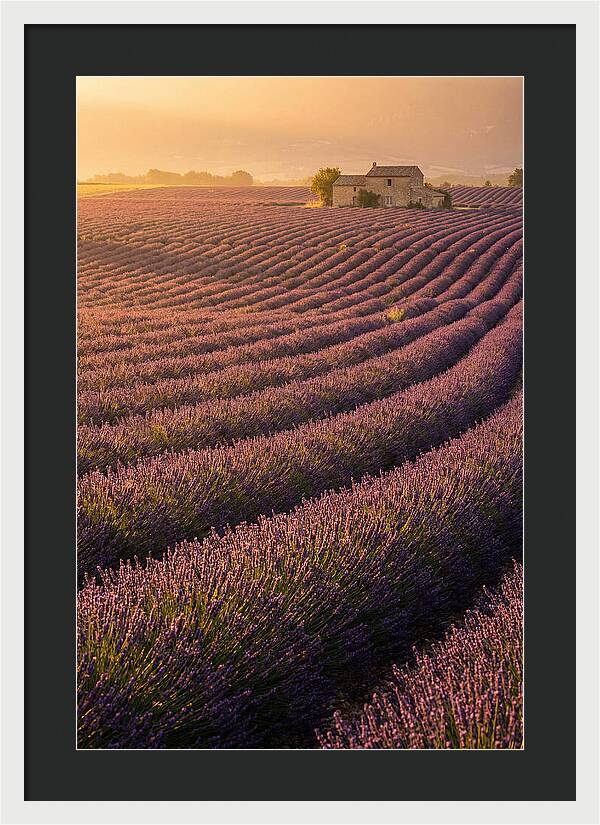 Lavender Fields At Dusk
