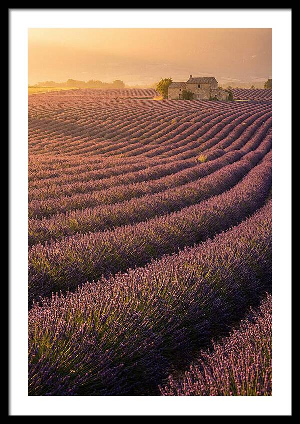 Lavender Fields At Dusk