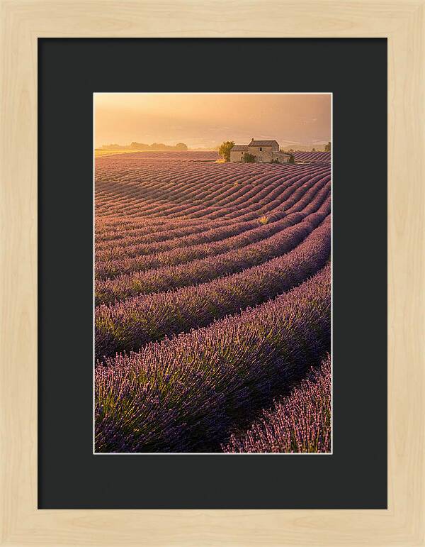 Lavender Fields At Dusk