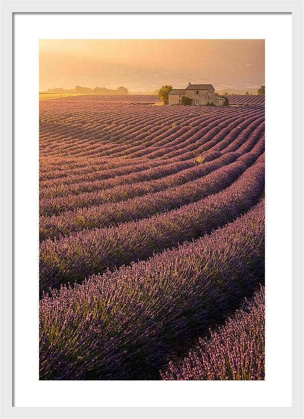 Lavender Fields At Dusk
