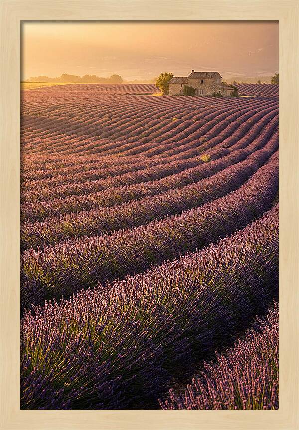 Lavender Fields At Dusk
