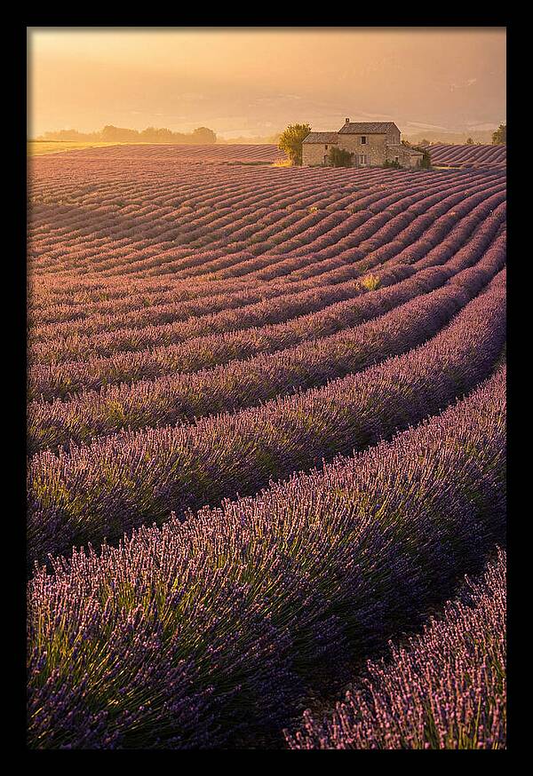 Lavender Fields At Dusk