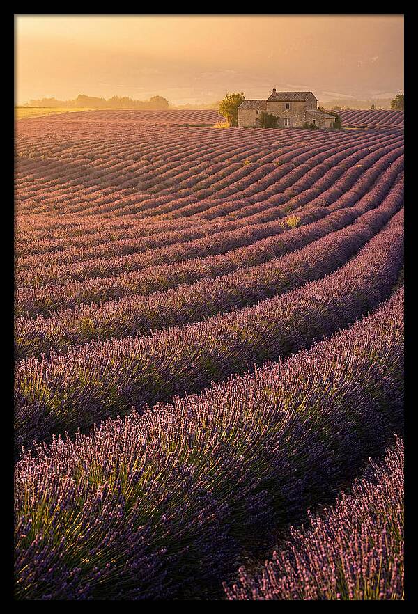 Lavender Fields At Dusk