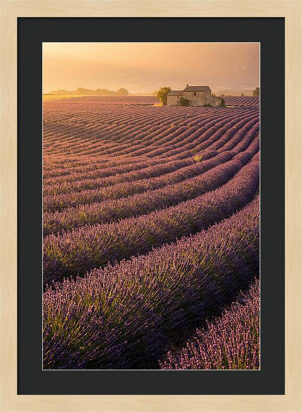 Lavender Fields At Dusk