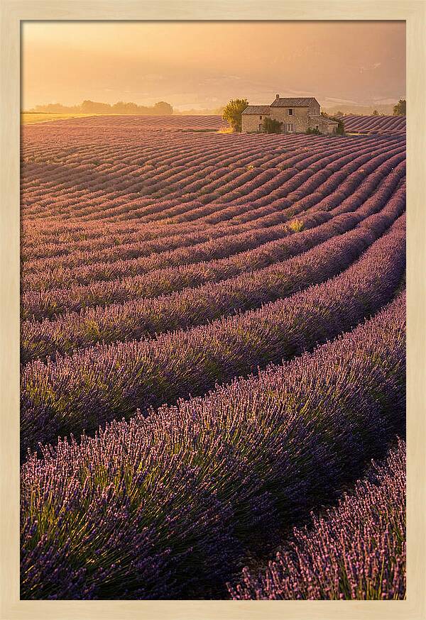 Lavender Fields At Dusk