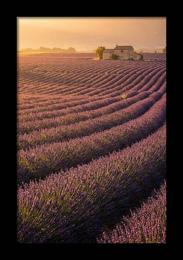 Lavender Fields At Dusk