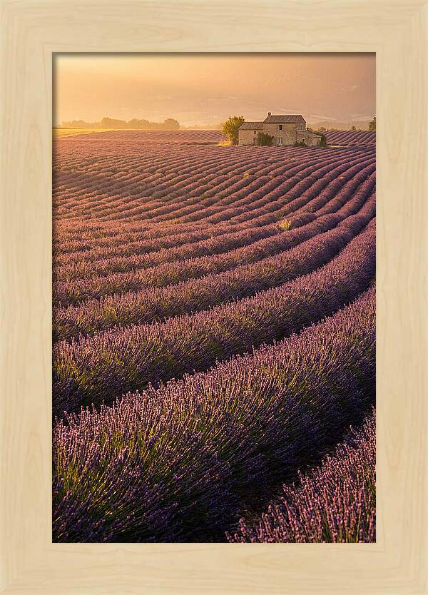 Lavender Fields At Dusk