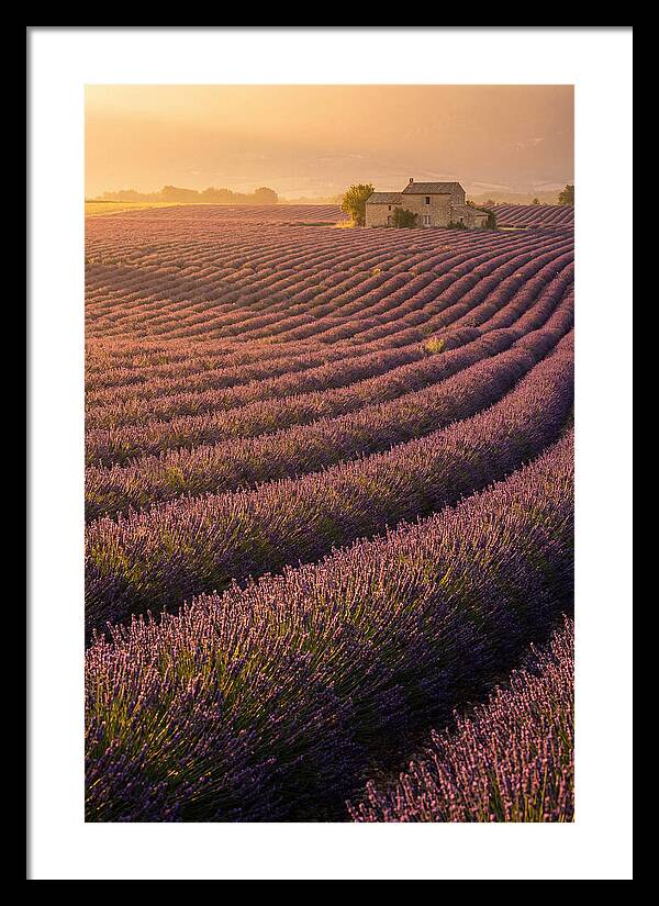 Lavender Fields At Dusk