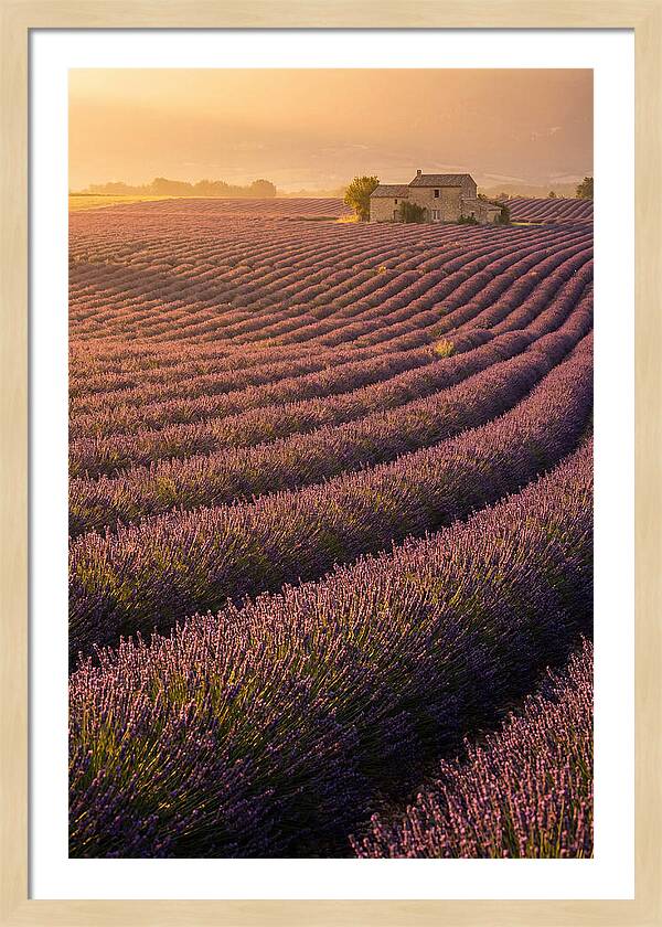 Lavender Fields At Dusk