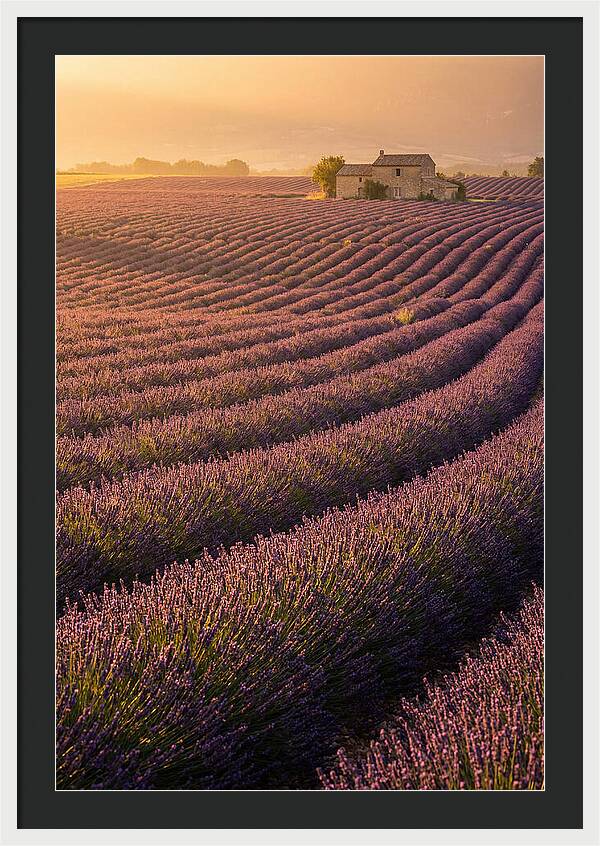 Lavender Fields At Dusk