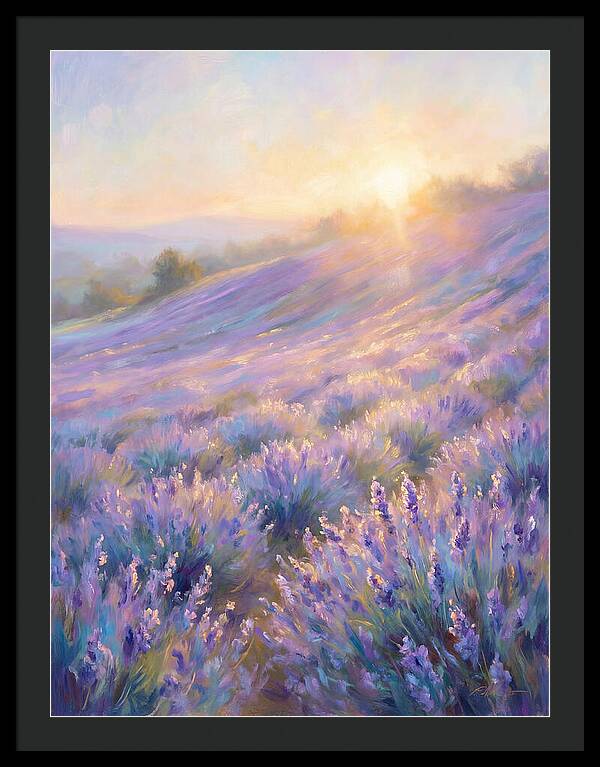 Lavender Fields At Sunrise