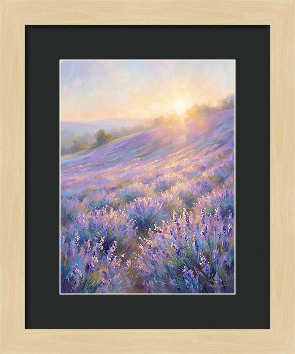 Lavender Fields At Sunrise