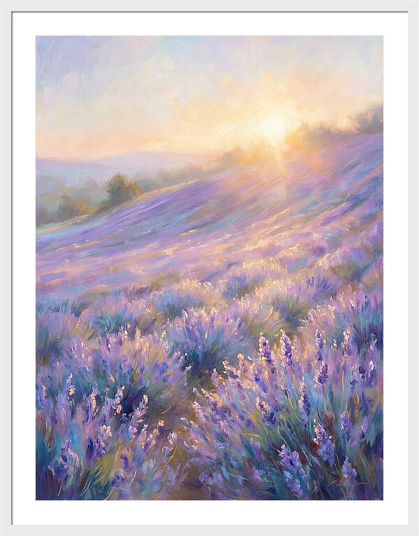Lavender Fields At Sunrise