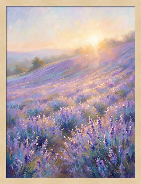 Lavender Fields At Sunrise