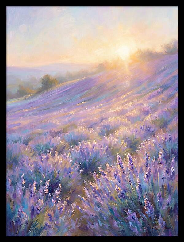 Lavender Fields At Sunrise