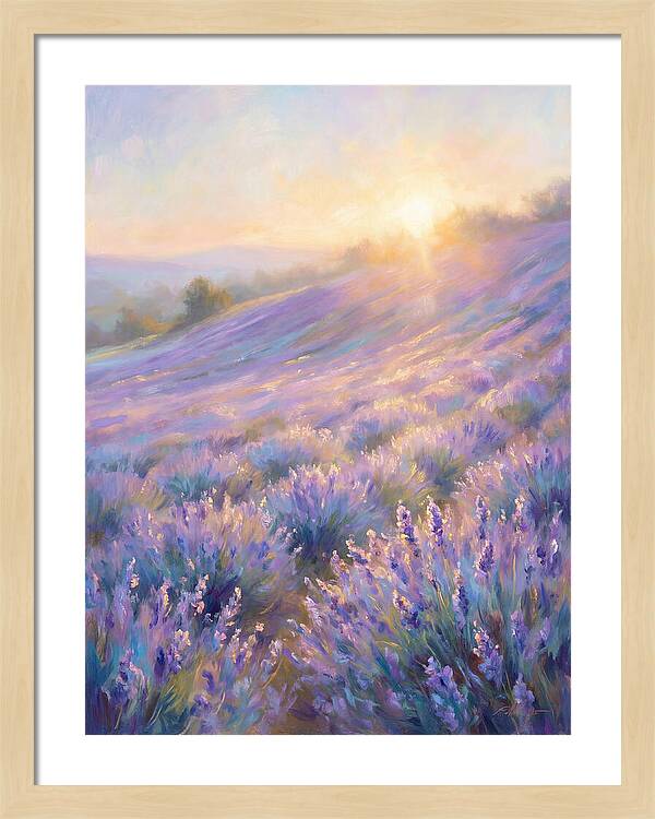 Lavender Fields At Sunrise