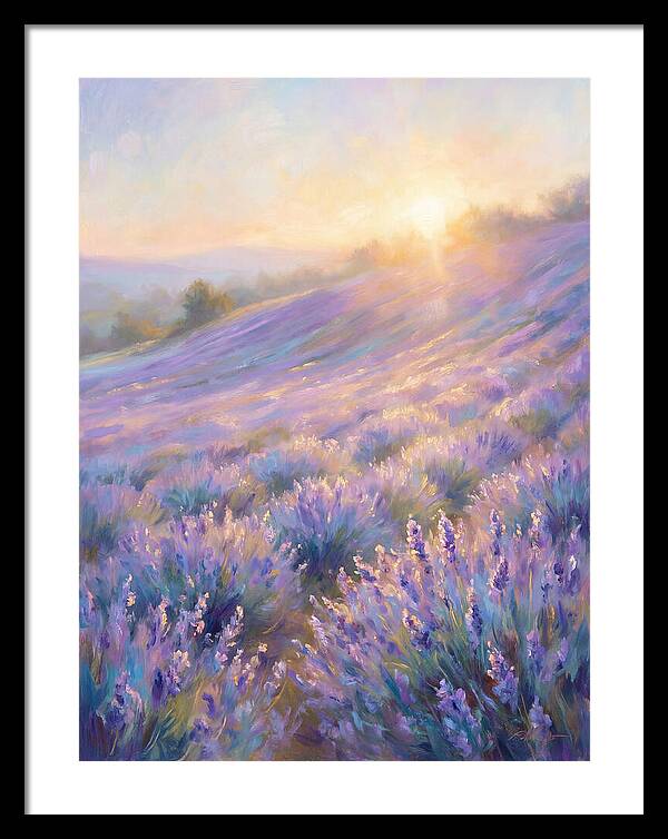 Lavender Fields At Sunrise