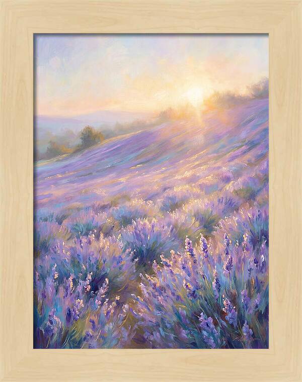 Lavender Fields At Sunrise