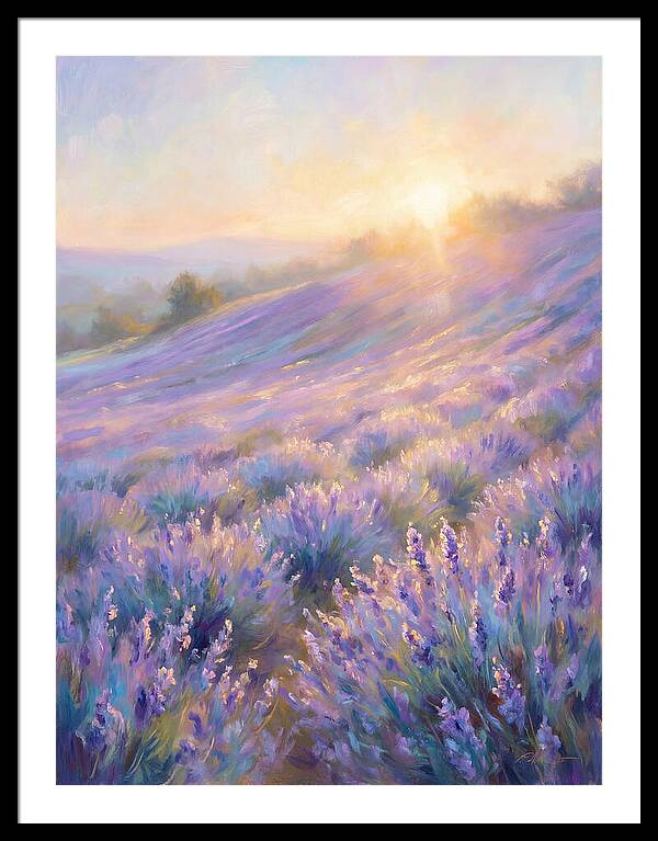 Lavender Fields At Sunrise
