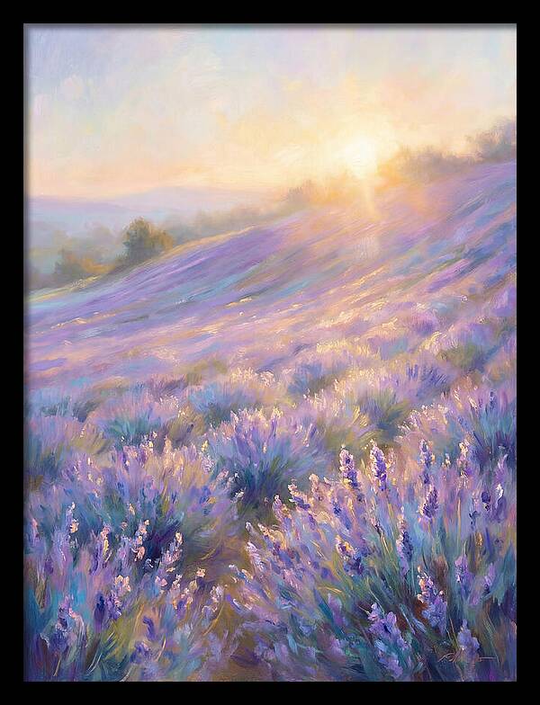 Lavender Fields At Sunrise