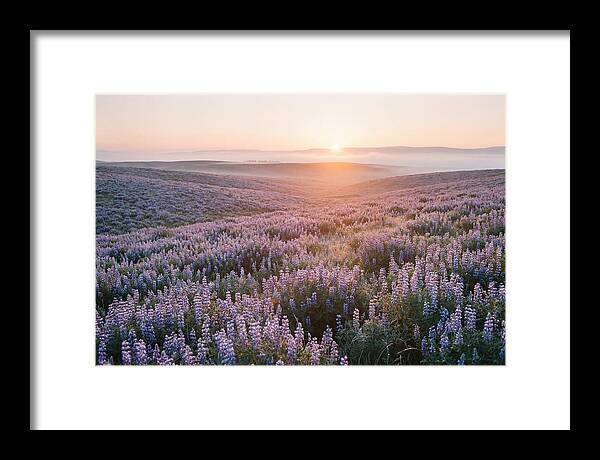 Lavender Fields At Sunrise