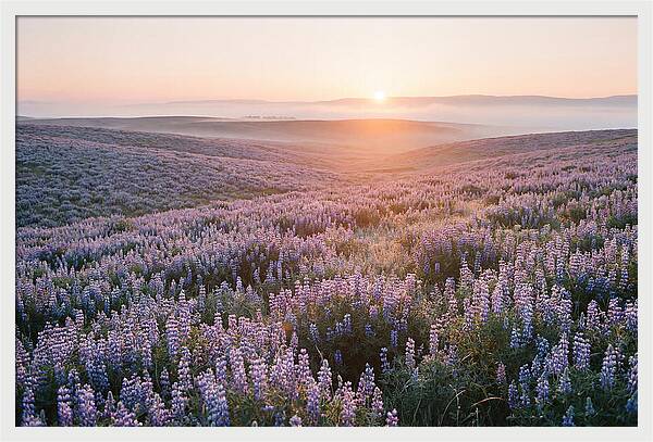 Lavender Fields At Sunrise