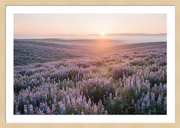 Lavender Fields At Sunrise