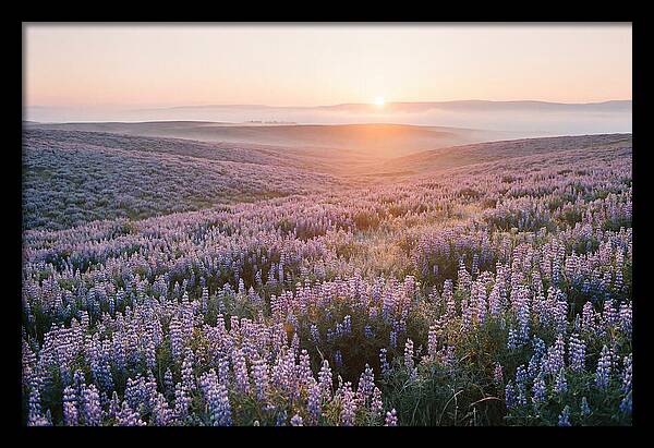 Lavender Fields At Sunrise