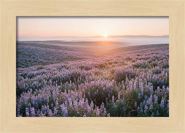 Lavender Fields At Sunrise