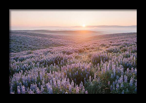 Lavender Fields At Sunrise
