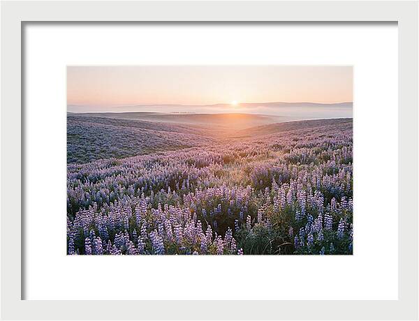 Lavender Fields At Sunrise