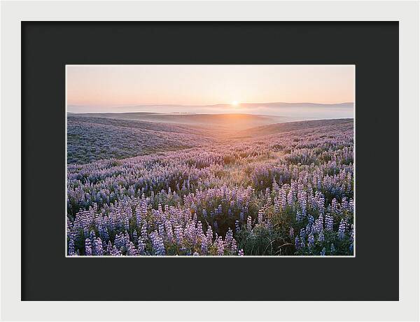 Lavender Fields At Sunrise