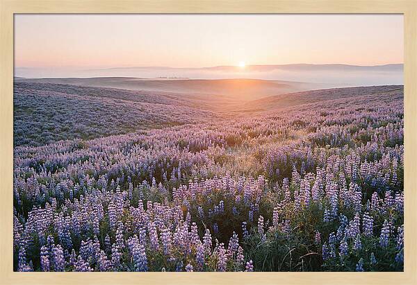 Lavender Fields At Sunrise
