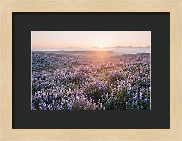 Lavender Fields At Sunrise