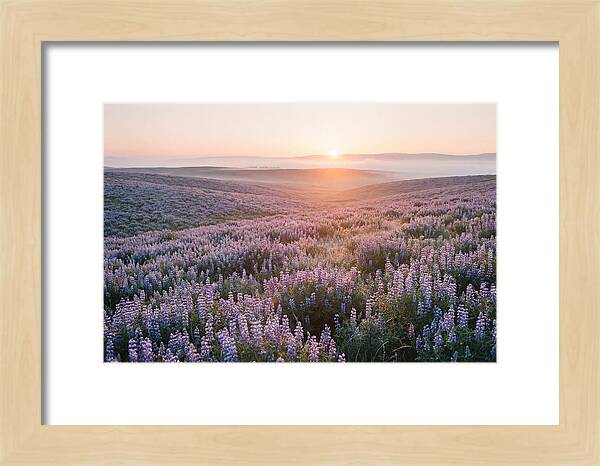 Lavender Fields At Sunrise