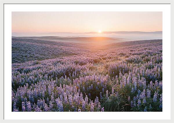 Lavender Fields At Sunrise