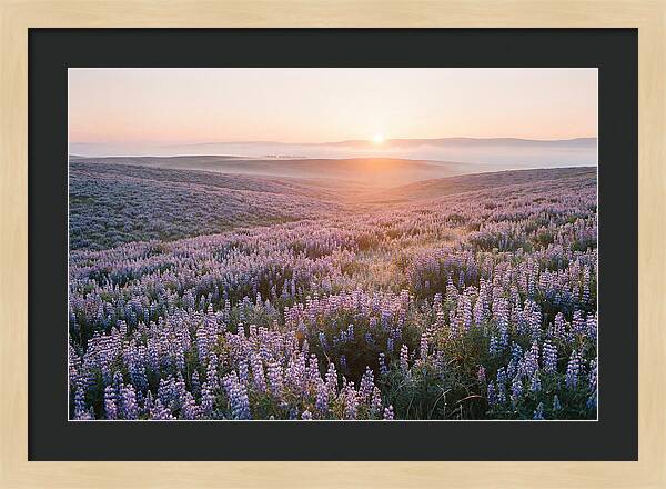 Lavender Fields At Sunrise
