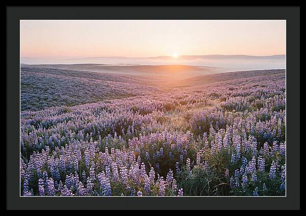 Lavender Fields At Sunrise