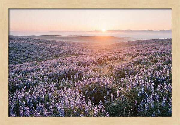 Lavender Fields At Sunrise