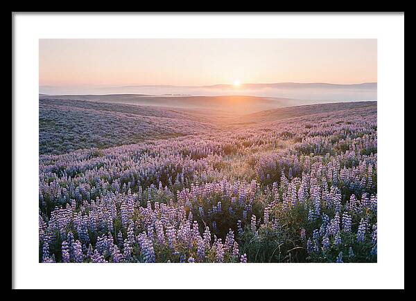 Lavender Fields At Sunrise