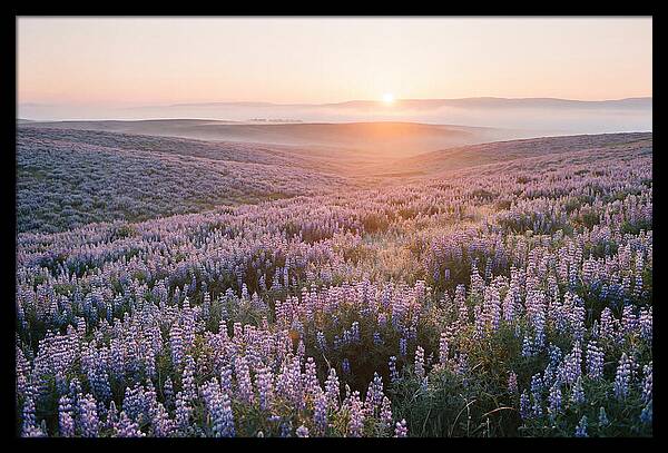 Lavender Fields At Sunrise