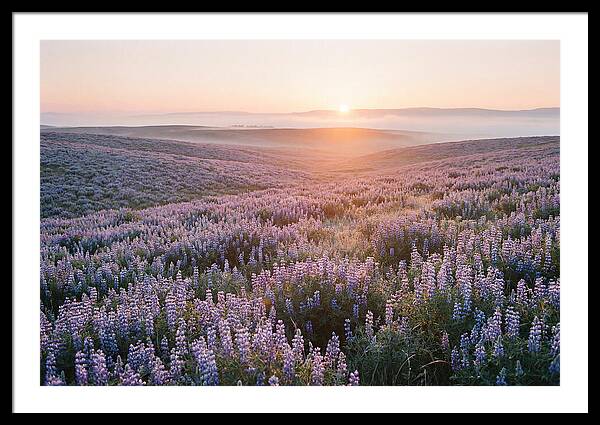 Lavender Fields At Sunrise