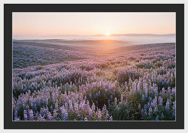 Lavender Fields At Sunrise