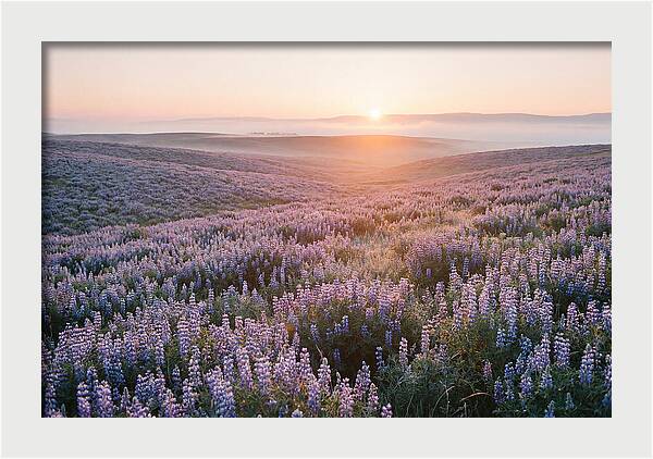 Lavender Fields At Sunrise