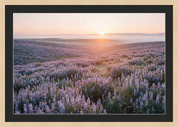 Lavender Fields At Sunrise