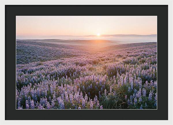 Lavender Fields At Sunrise