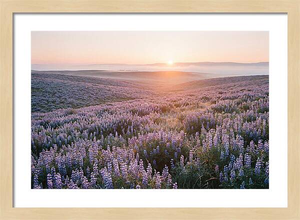 Lavender Fields At Sunrise