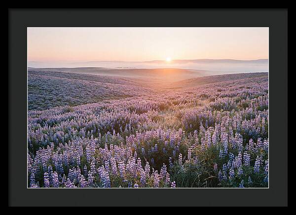 Lavender Fields At Sunrise