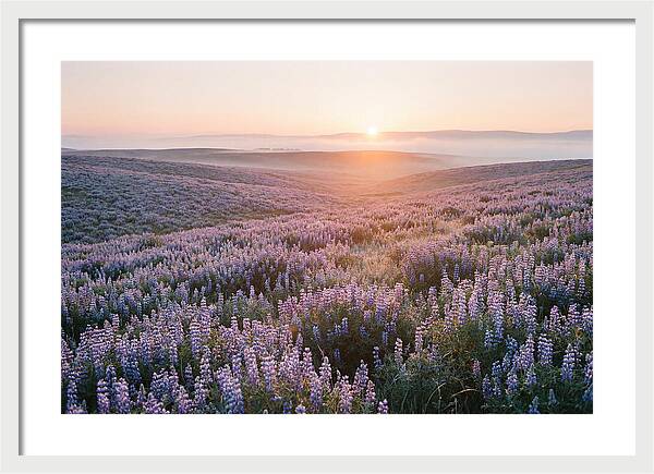 Lavender Fields At Sunrise